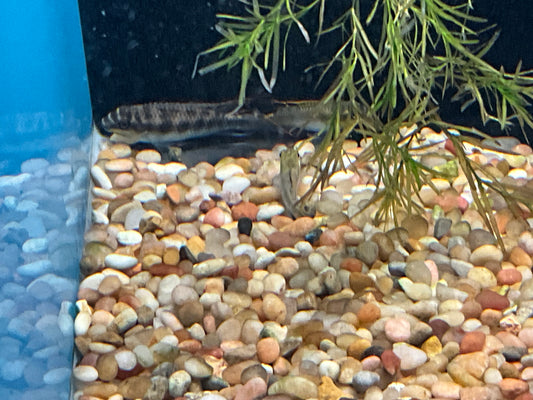 One Rainbow Kribensis Approx 1.5-2"