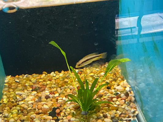 One Apistogramma Agassizi Double Red