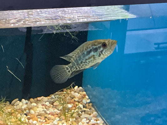 One Managuense  Cichlid Approx 3” T211