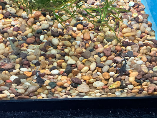 One Piedratus Catfish T163/165 Approx 1.5"