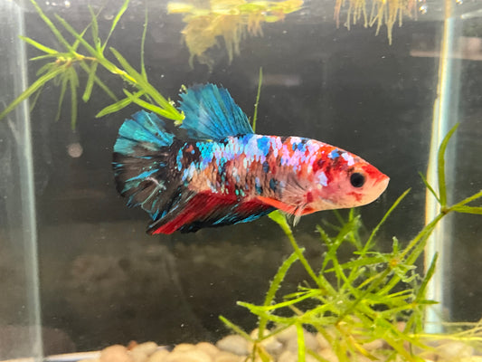 Giant Male Betta WYSWYG Approx 2.5-3’ (2475)