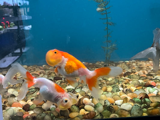 One Bubble Eye Goldfish Approx 2-3”