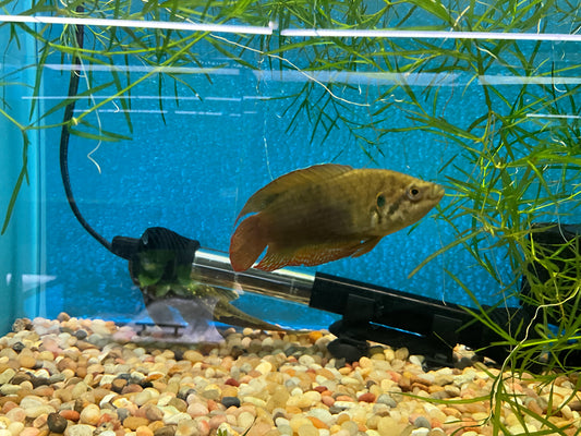 One Round Tail Paradise Gourami WYSWYG Approx 2” T171