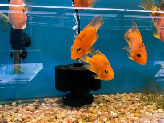 Red Parrot Fish Approx 2.5"