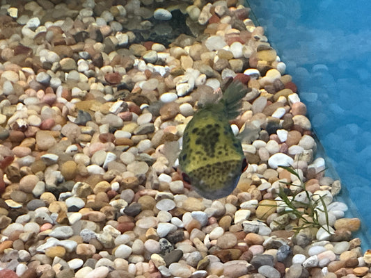 One Target Puffer Fish Approx 2.5-3"
