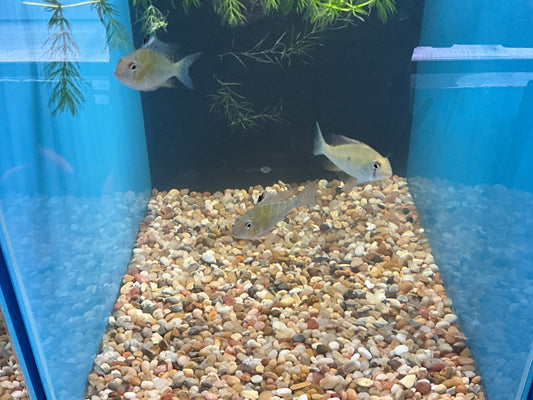 One Heckelii Threadfin Cichlid Approx 2” T200