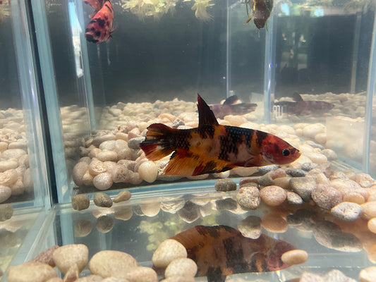 Giant Female Betta 2358  WYSWYG