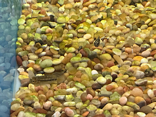 Dwarf Goldeneye Cichlid T263