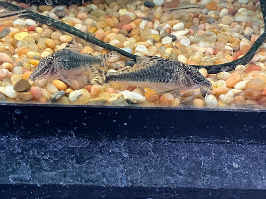 One Peru Black Semiaquilus Cory Approx 2.5"