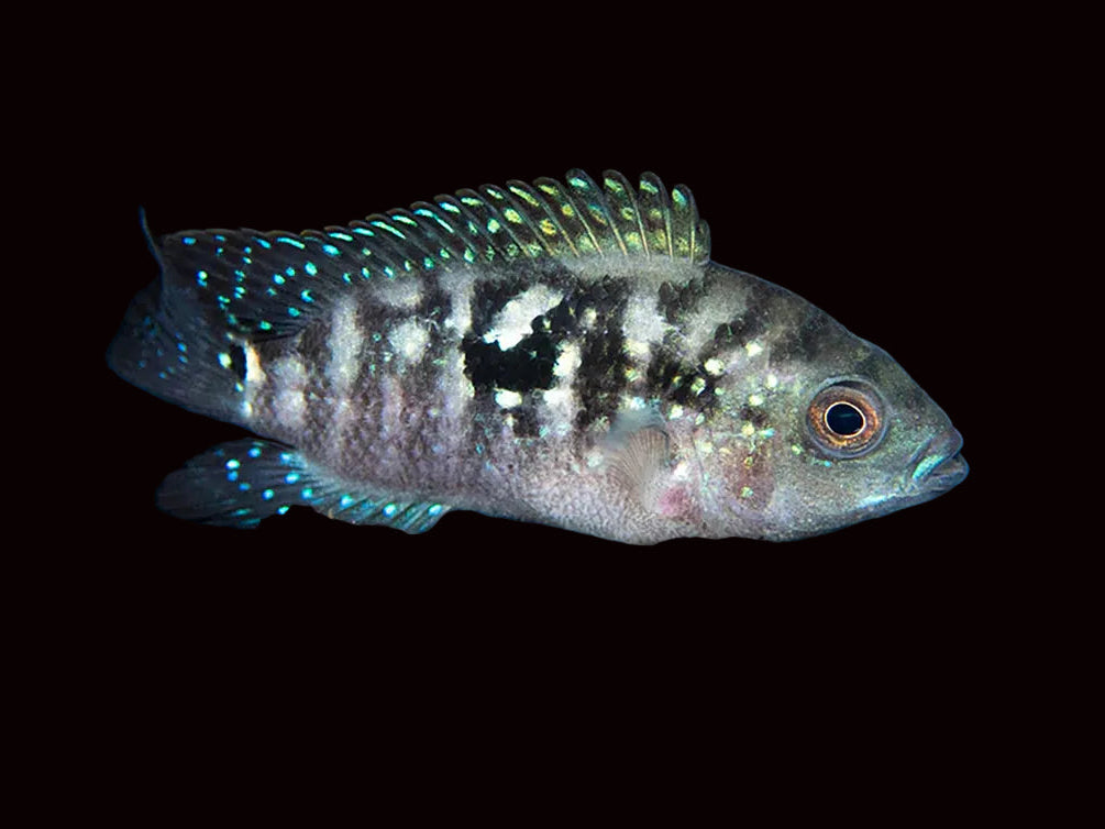 Jack Dempsy Cichlid - T261 Approx 2"