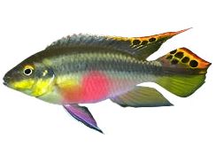 One Rainbow Kribensis Approx 1.5-2"