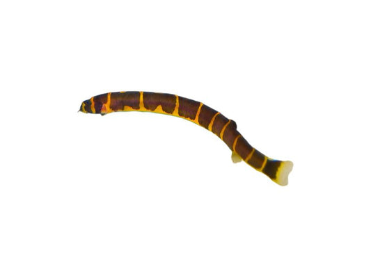 One Kuhli Loach Approx 2-3"