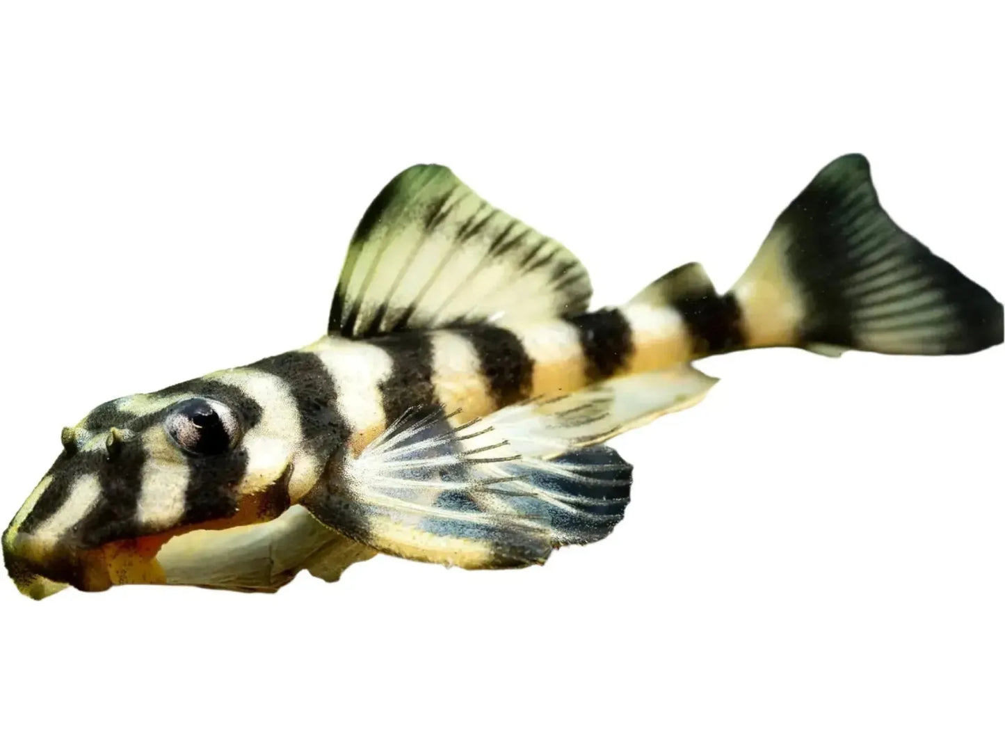 One Butterly Pleco L-052 Approx 4"