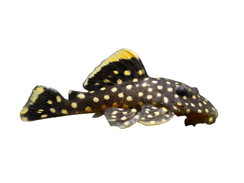 Golden Nugget L018 Approx 3"