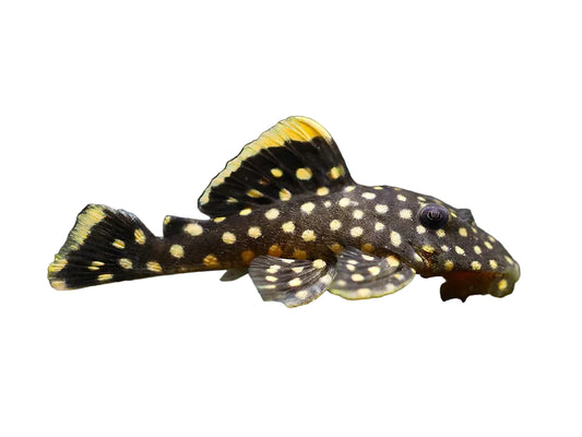 Golden Nugget L018 Approx 3"