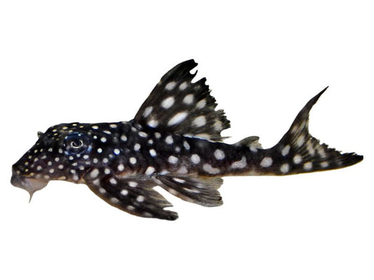Inspector Pleco L-102 T172