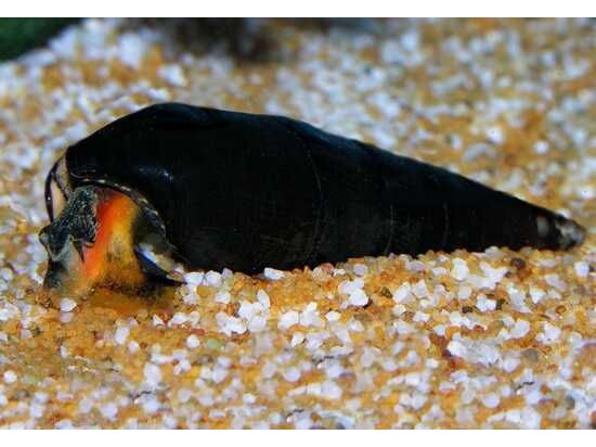 Volcano Rabbits Snails One Orange Volcano Rabbit Snail – Finatics Aquarium