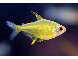 Lemon Tetra Live Fish (892)