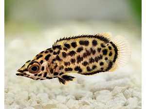 One Leopard Ctenopoma Fish