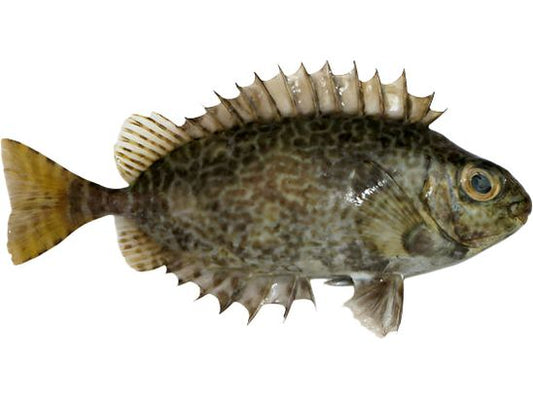 Little Spinefoot Rabbitfish T4