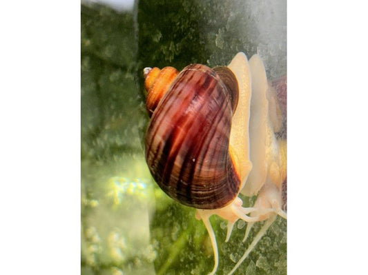 One Magenta Mystery Snail