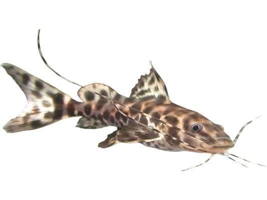 Marble Achara Catfish Approx 4-5"