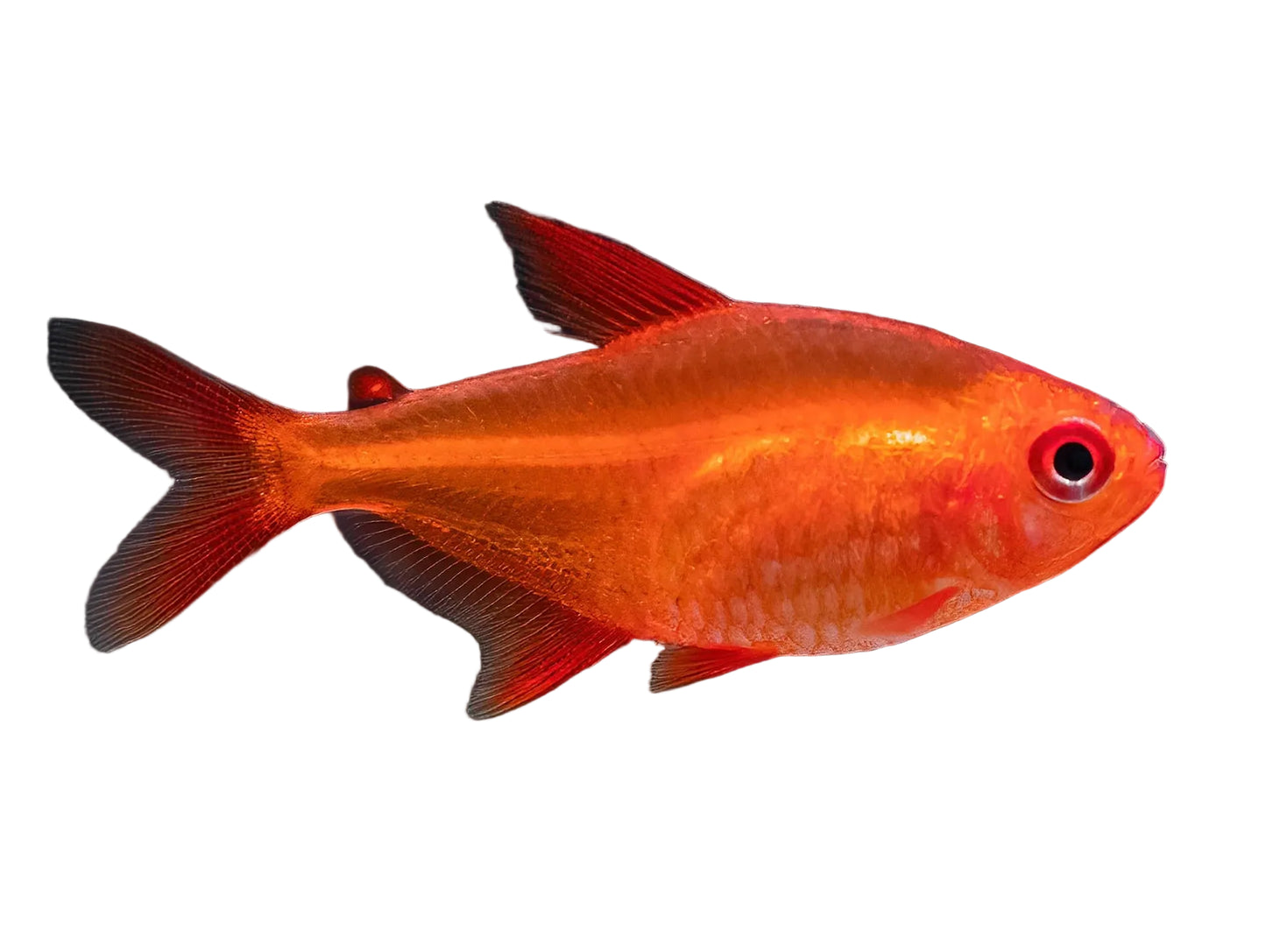 Mato Grosso Red Cherry Tetra Approx 1" T142