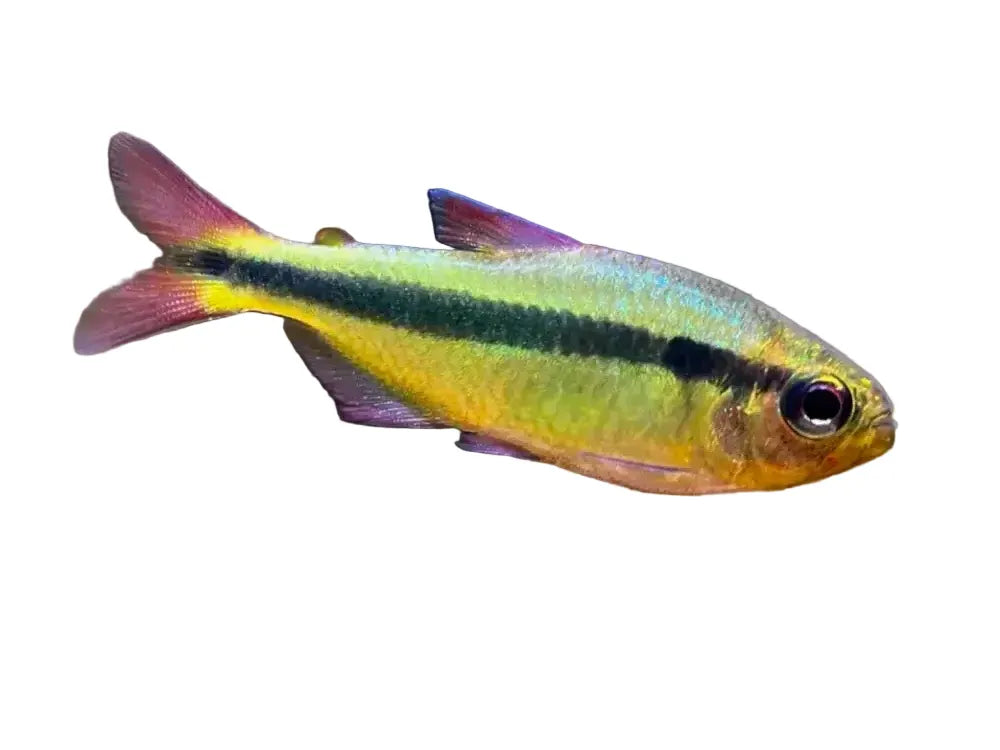 Yellow Melanstichos Lapis Tetra Approx 1-2"
