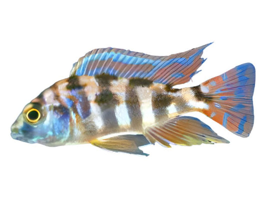 Haplochromis Milomo VC10  T203 Approx 2" (Placidochromis milomo)