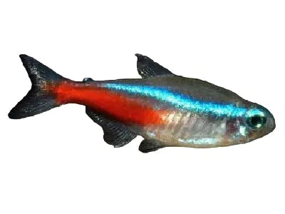 Neon Tetra
