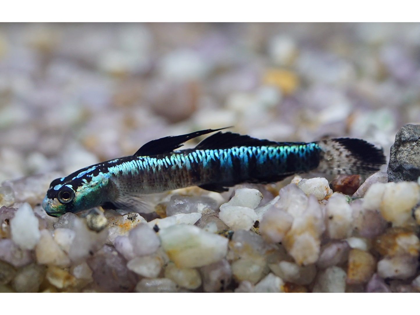 One Neon Blue Stiphoden Goby