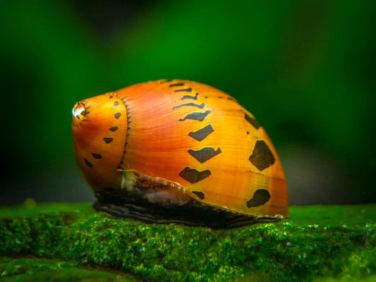 One Nerite Snail Tiger T56
