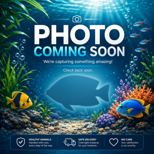Metae Corydora Catfish T121