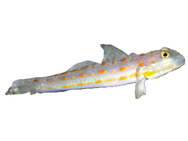 Orange Spotted Sifter Goby Approx 2.5"