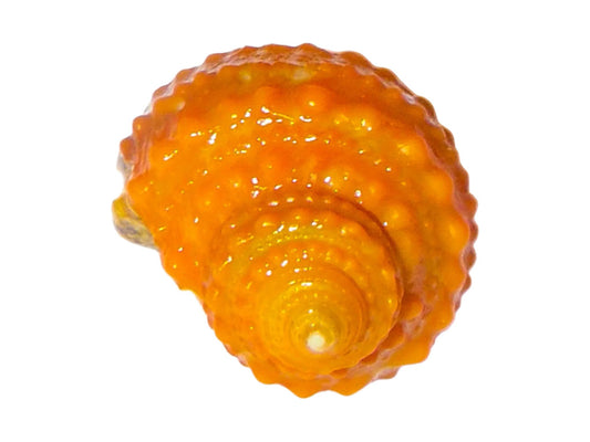 Orange Turbo Snails T18