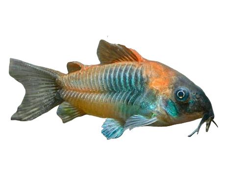 One Orange Venezuela Cory Approx 1.5" T112