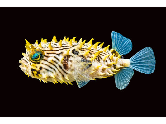 Orbiculate Burrfish Puffer Approx 3-4" Saltwater