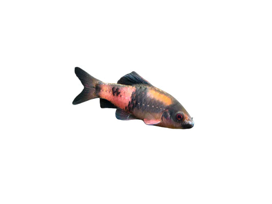 Red Panda Barb Approx 1"