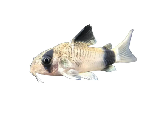 One Panda Cory Approx .75-1”