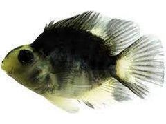 Panda Parrot Cichlid 4" T274