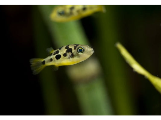 Pea Puffer Freshwater Fish
