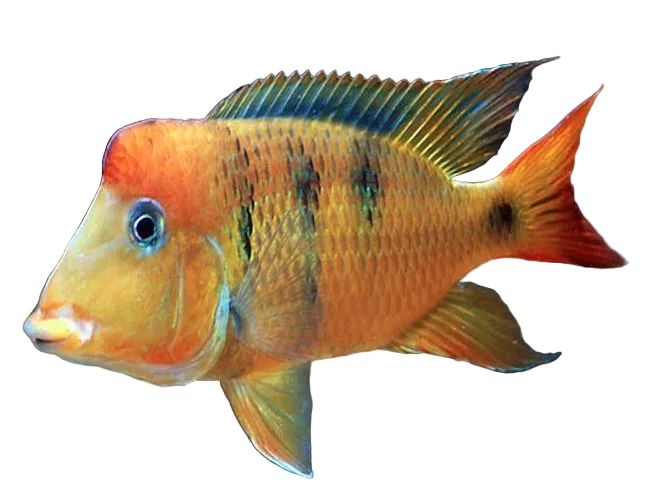 One Pelleni Cichlid Approx 4.5-5"