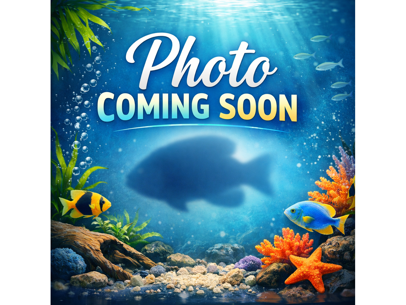 Dojo Loach (Regular)