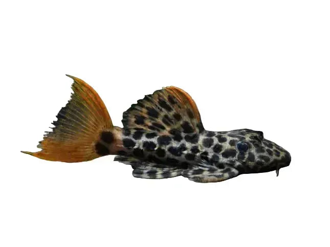Pleco L-114 Red Fin Leopard Cactus Pleco Approx 3"