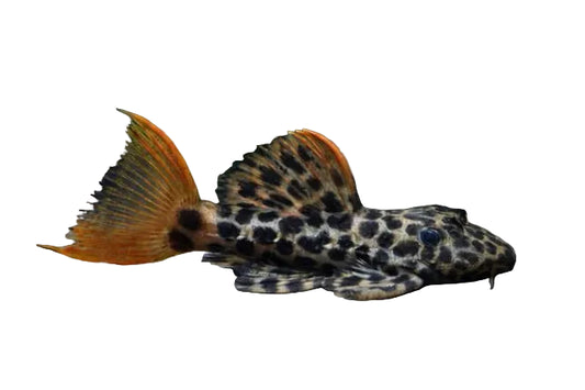 Pleco L-114 Red Fin Leopard Cactus Pleco Approx 3"