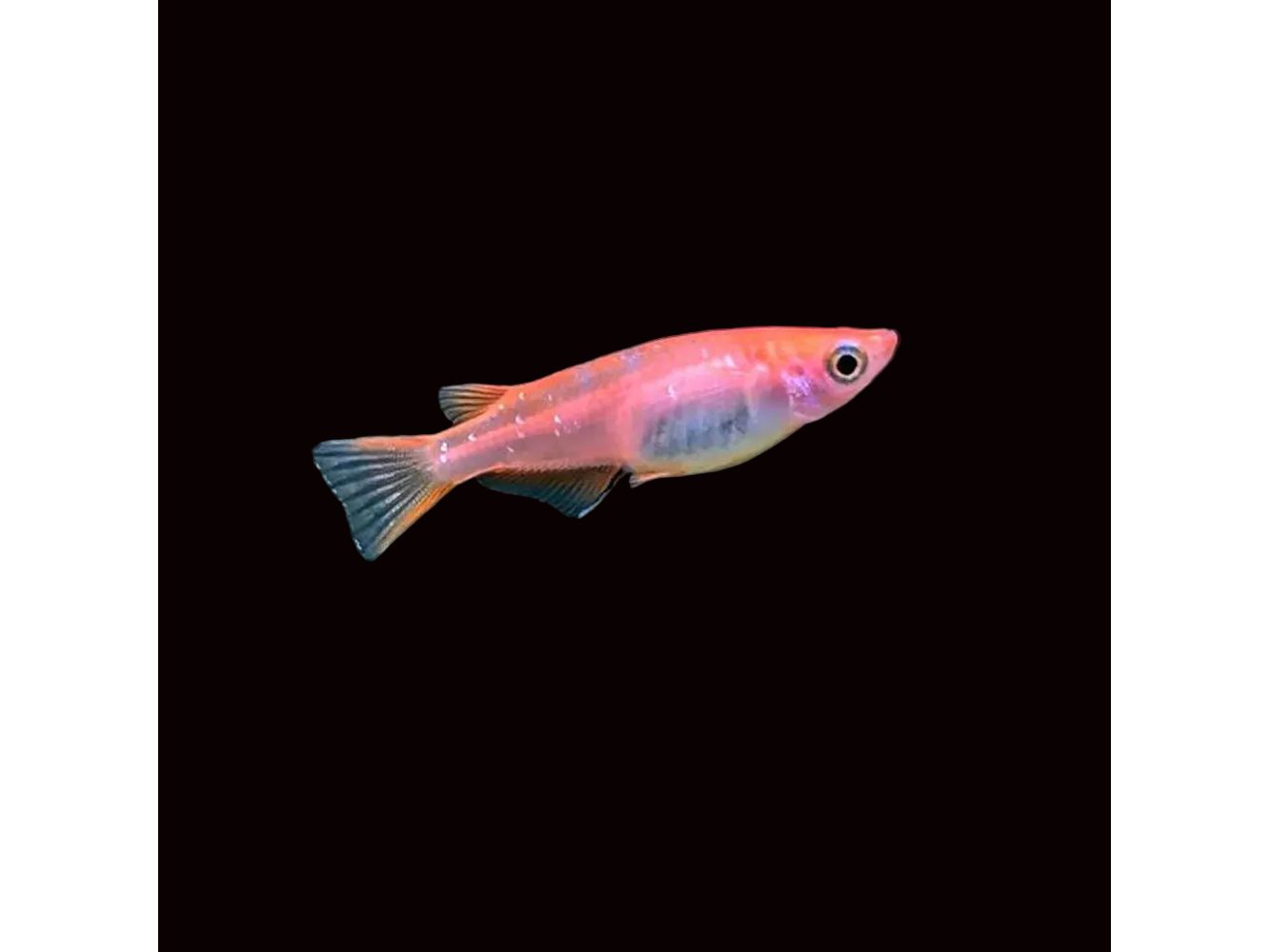 Medaka Pink Rice Fish T32