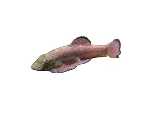 Hillstream Purple Fin Sucker (Pseudogastromyzon Laticeps) Juvenile Approx 1.5-2"