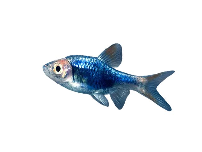 Purple Harlequin Rasbora Approx 3/4-1" T95