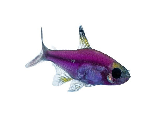 Galactic Purple Glofish Pristella Tetra