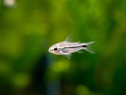 One Pygmy Cory Catfish